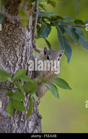 Tree squirrel (Smith's bush squirrel) (yellow-footed squirrel) (Paraxerus cepapi), Kruger National Park, South Africa, Africa Stock Photo