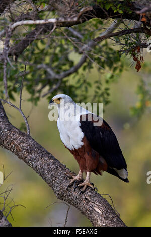 African fish eagle (Haliaeetus vocifer), Kruger National Park, South Africa, Africa Stock Photo