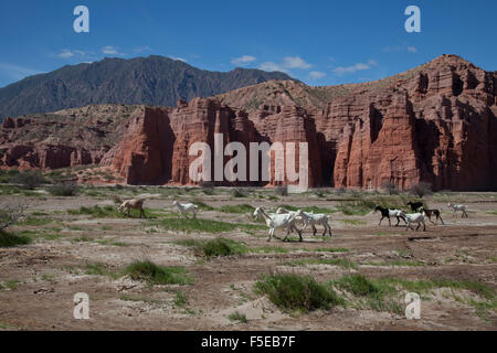 Rock formations in the foothills of Andes in Cafayate region, Salta, Argentina, South America Stock Photo