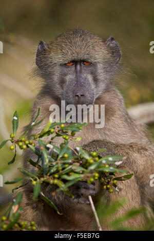 Chacma baboon (Papio ursinus), Kruger National Park, South Africa, Africa Stock Photo