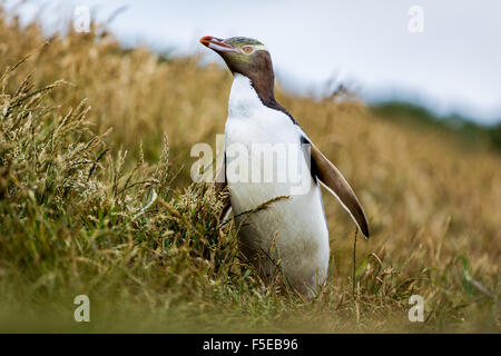 Yellow-eyed penguin (Megadyptes antipodes), Katiki Point, Moeraki Penninsula, Otago, South Island, New Zealand, Pacific Stock Photo