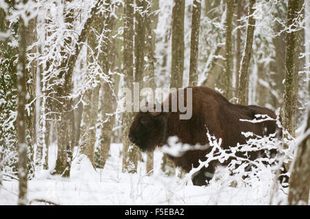 European bison (Bison bonasus) bull with radio tracking collar, Bialowieza National Park, Podlaskie Voivodeship, Poland Stock Photo