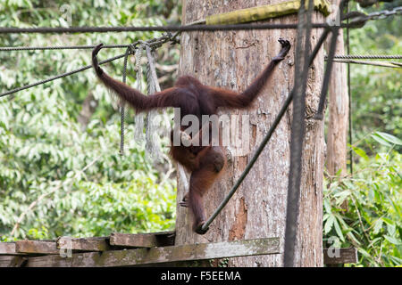 Orangutans at the Orangutan sanctuary in Sepilok, in Malaysian Borneo Stock Photo