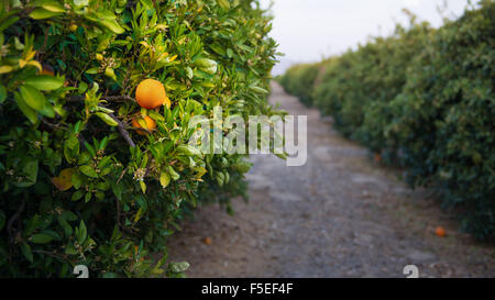 Orange grove near Bakersfield, California, United States Stock Photo