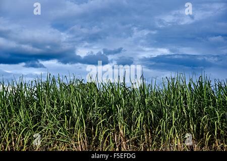 Sugar Cane Field near Murwillumbah, NSW Australia after a thunder Storm Stock Photo