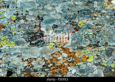 Texture Of Multi-Colored Lichen On A Rock Stock Photo