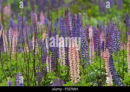 Flowering lupins, Lupinus polyphyllus, along Milford road, Fiordland National Park, South Island, New Zealand Stock Photo