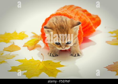 Small kitten in a knitted sweater and dry leaves, the British breed, red marble color. The age of one month. Stock Photo
