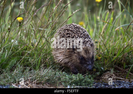 Brown breasted or European common hedgehog, Erinaceus europaeus, invasive species in New Zealand, South Island, New Zealand Stock Photo