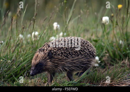 Brown breasted or European common hedgehog, Erinaceus europaeus, invasive species in New Zealand, South Island, New Zealand Stock Photo