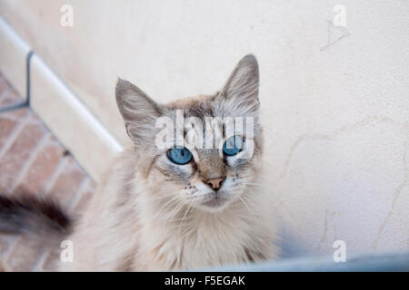 Blue Eyed Cat Stock Photo