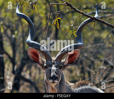 Close up portrait of a greater kudu (Tragelaphus strepsiceros), South Africa