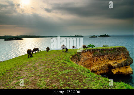 Herd of Buffalo grazing by sea, Tangsi beach, West Nusa Tenggara, Indonesia Stock Photo