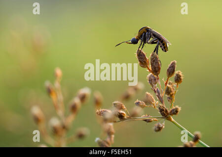 Hunchback bee on a plant, Semarang, Central Java, Indonesia Stock Photo