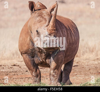 White Rhinoceros, South Africa Stock Photo