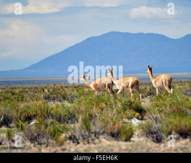 Three guanacos (Lama guanicoe), Jujuy, Argentina Stock Photo