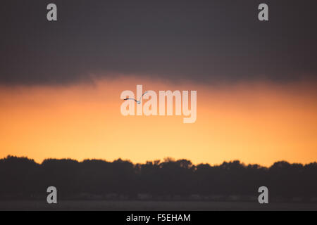 Bird flying over Lake Erie at sunset, Ohio, USA Stock Photo