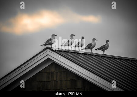 Low angle view of five seagulls perched on rooftop, Lake Erie, USA Stock Photo