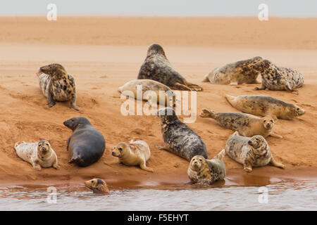 Pod of seals lying on a sandbank, Aberdeen, Scotland, United Kingdom Stock Photo