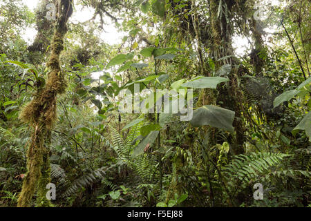 Interior of cloudforest at 2,200m elevation on the Amazonian slopes of the Andes in Ecuador Stock Photo