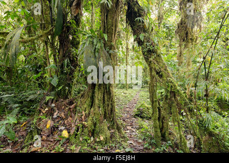 Path running through Cloudforest at 2,200m elevation on the Amazonian slopes of the Ecuadorian Andes. Stock Photo