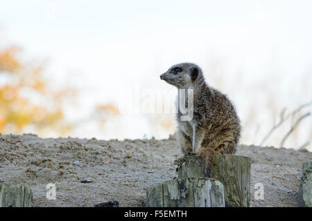 A lone meerkat 'suricata suricatta' looks out for predators while on guard duty at Longleat Safari Park, Wiltshire, England, UK Stock Photo