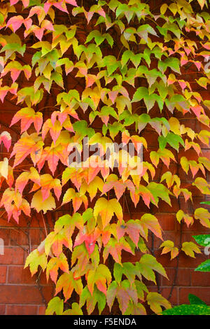 Japanese Creeper or Boston Ivy, Parthenocissus tricuspidata. Foliage on the Autumn Stock Photo