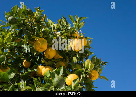Hybrid fruit tree growing both oranges and lemons on the same branch Stock Photo