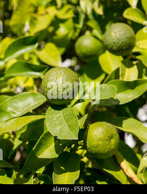 Hybrid fruit tree growing both oranges and lemons on the same branch Stock Photo