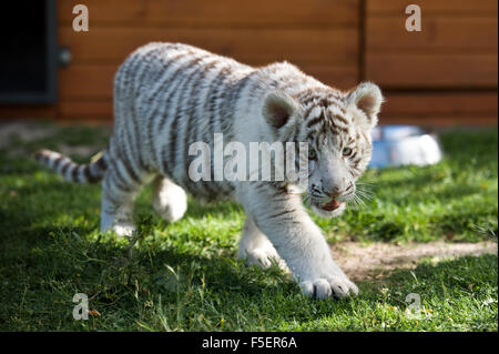 Young white Bengal tiger in captivity Stock Photo