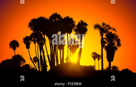 Vintage stylized picture of palms silhouettes at sunset, California, USA. Stock Photo