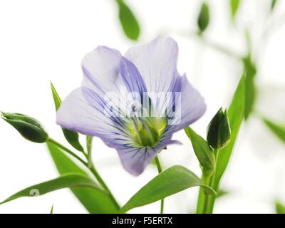 the plant of flax with blue flowers on white background Stock Photo