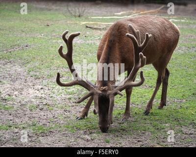 feeding deer on nature background Stock Photo