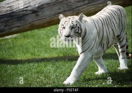 Male of white Bengal tiger Stock Photo