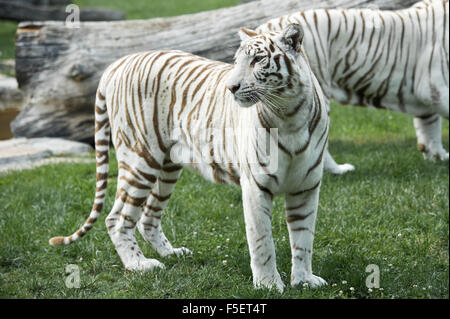 Female of white Bengal tiger Stock Photo