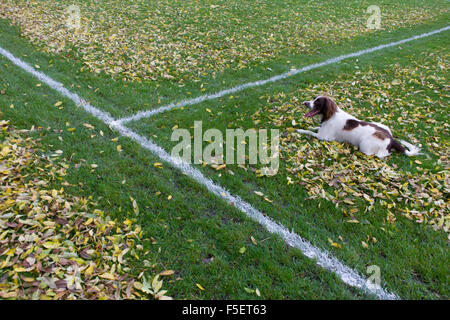 Springer spaniel sits on leaves dropped from overhead ash trees have been blown off football pitch lines by council workers. Stock Photo