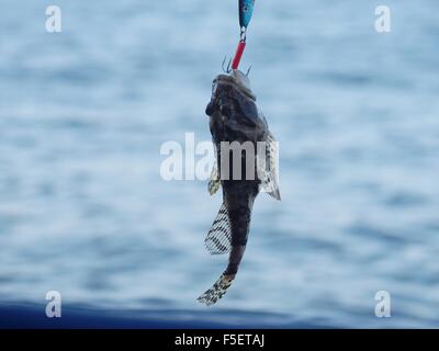 sea fish lophius piscatorius on fishing rod Stock Photo