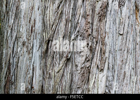 Cupressus macrocarpa. Monterey cypress tree bark close up abstract Stock Photo