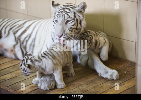 4-year-old female of white Bengal tiger carefully nurses her 2-month-old cubs in ZOO enclosure. Poland. Stock Photo