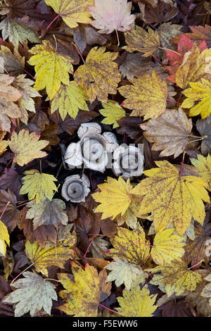 Geastrum triplex. Collared earthstar fungus amongst leaf litter in a woodland garden Stock Photo