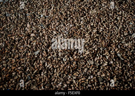 A lot of shells on the beach Halong Bay Vietnam Stock Photo