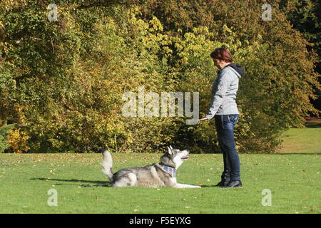 Woman practicing with Siberian Husky crossbreed, North Rhine-Westphalia, Germany Stock Photo