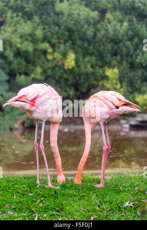 Chilean flamingo feeding at Dudley Zoo West Midlands UK Stock Photo