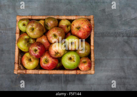 A basket of Windfall Apples Stock Photo