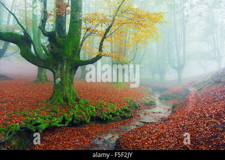 Otzarreta forest in autumn with a stream. Gorbea Stock Photo