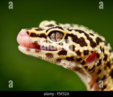 A leopard gecko licks water from off of its nose A leopard gecko licks water from off of its nose