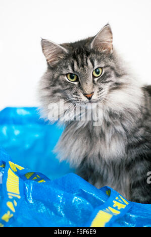 Indoor photograph of male norwegian forest cat Stock Photo