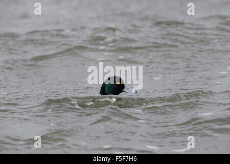 Tufted Duck; Aythya fuligula Single Male; Cornwall; UK Stock Photo