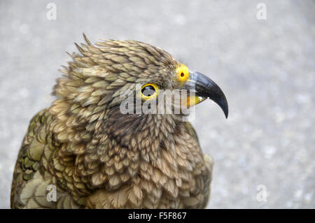 Kea bird, Nestor notabilis, only alpine parrot in the world and endemic of New Zealand, Arthur's Pass, South Island, New Zealand Stock Photo