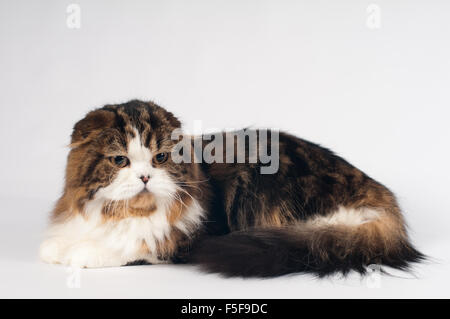 Scottish fold Highland Straight cat portrait Stock Photo